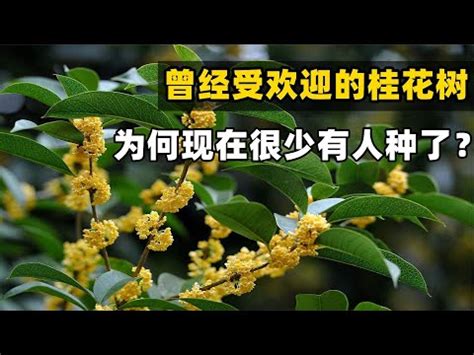 四季桂花風水|桂花風水：化煞旺財妙法